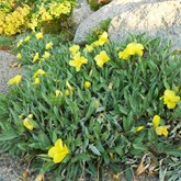 Silver Blade Evening Primrose